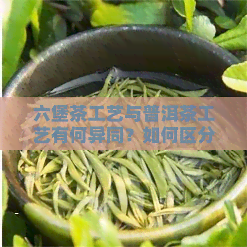 六堡茶工艺与普洱茶工艺有何异同？如何区分二者？