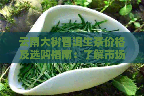 云南大树普洱生茶价格及选购指南：了解市场行情，挑选优质茶叶