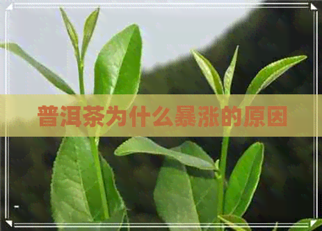 普洱茶为什么暴涨的原因