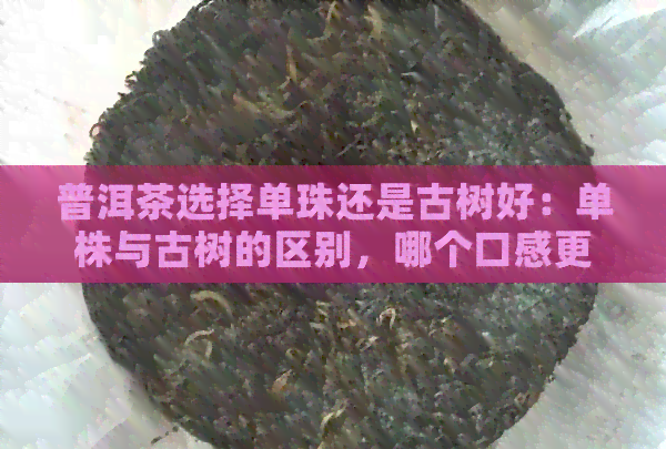 普洱茶选择单珠还是古树好：单株与古树的区别，哪个口感更佳？