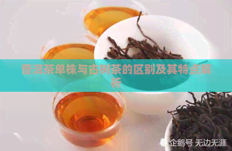 普洱茶单株与古树茶的区别及其特点解析