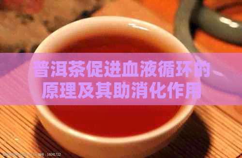 普洱茶促进血液循环的原理及其助消化作用