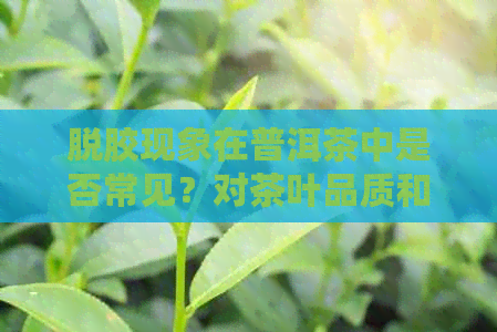 脱胶现象在普洱茶中是否常见？对茶叶品质和口感的影响及如何正确饮用