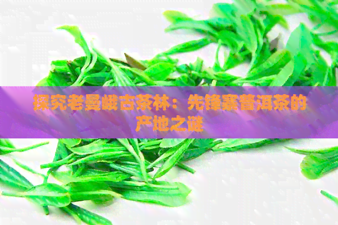 探究老曼峨古茶林：先锋寨普洱茶的产地之谜