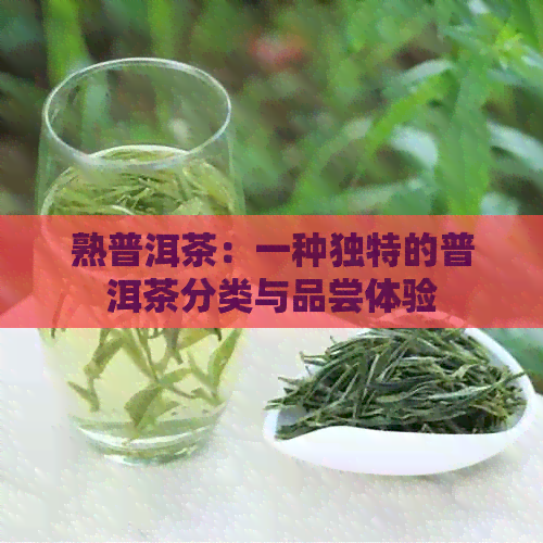 熟普洱茶：一种独特的普洱茶分类与品尝体验