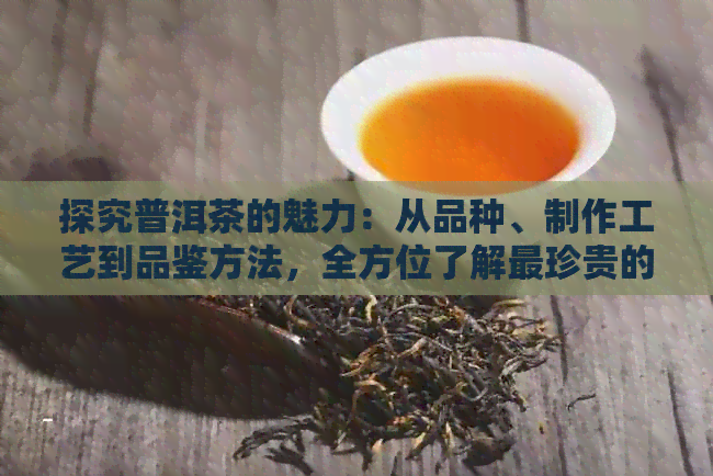 探究普洱茶的魅力：从品种、制作工艺到品鉴方法，全方位了解最珍贵的普洱茶