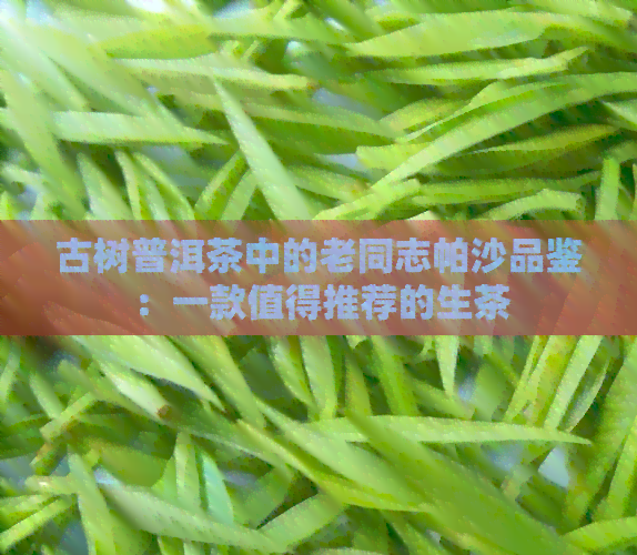 古树普洱茶中的老同志帕沙品鉴：一款值得推荐的生茶