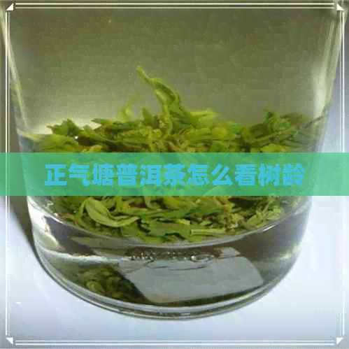 正气塘普洱茶怎么看树龄