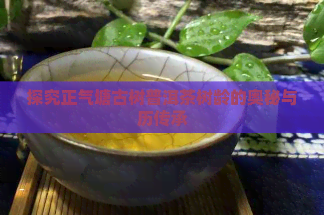 探究正气塘古树普洱茶树龄的奥秘与历传承