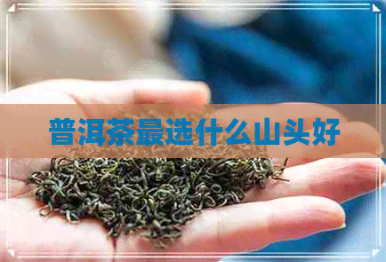 普洱茶最选什么山头好