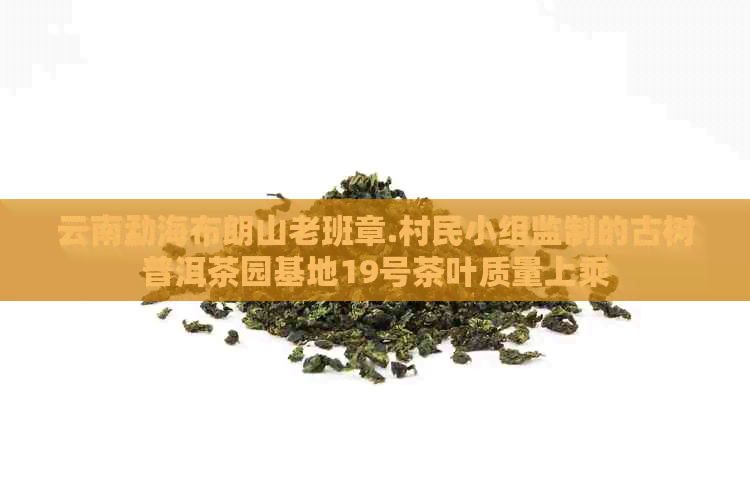 云南勐海布朗山老班章.村民小组监制的古树普洱茶园基地19号茶叶质量上乘