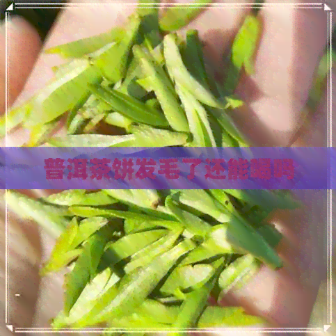 普洱茶饼发毛了还能喝吗