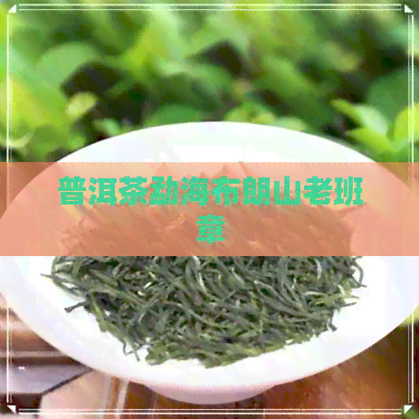 普洱茶勐海布朗山老班章