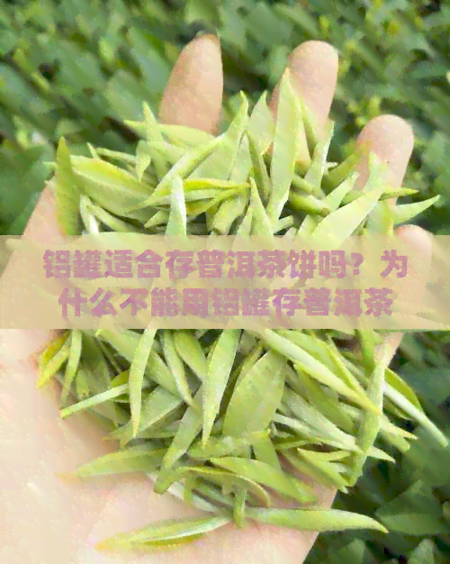 铝罐适合存普洱茶饼吗？为什么不能用铝罐存普洱茶？