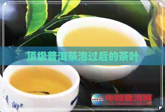 顶级普洱茶泡过后的茶叶