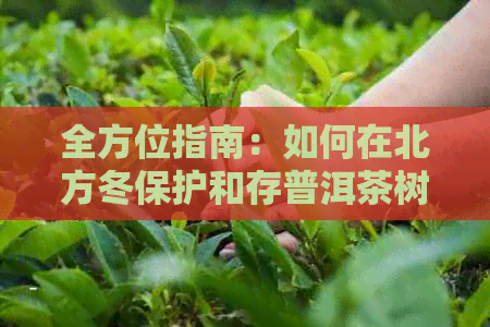 全方位指南：如何在北方冬保护和存普洱茶树，以确保品质不受影响