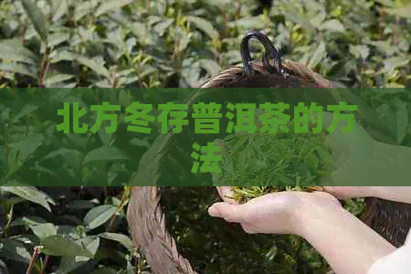 北方冬存普洱茶的方法