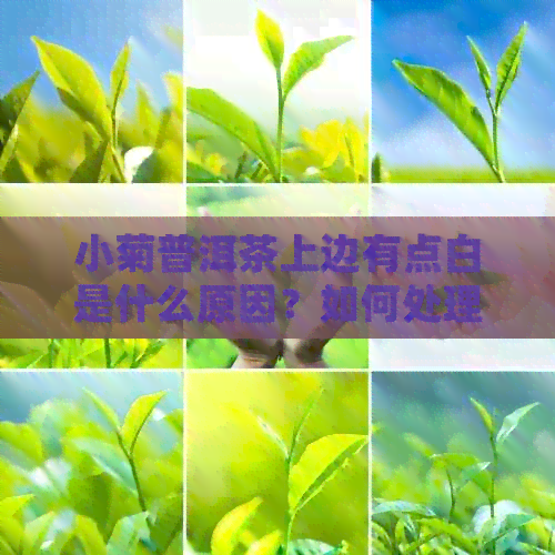 小菊普洱茶上边有点白是什么原因？如何处理？