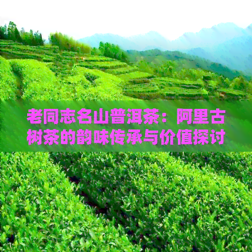 老同志名山普洱茶：阿里古树茶的韵味传承与价值探讨