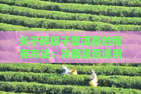 关于碎银子普洱茶的保存方法：冷藏是否适用？