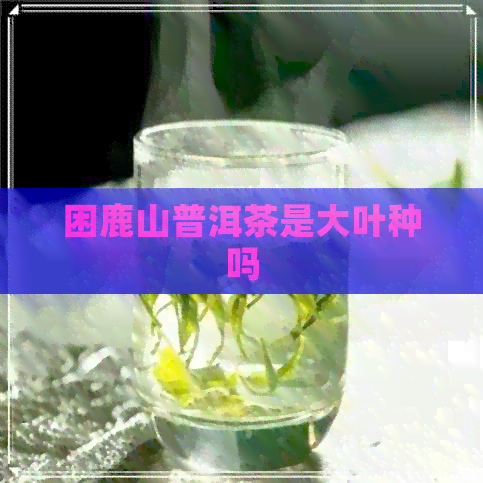 困鹿山普洱茶是大叶种吗