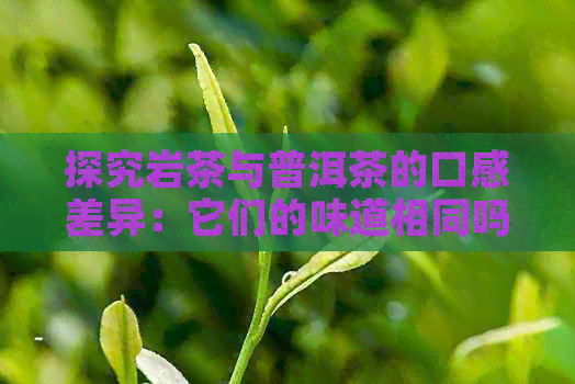 探究岩茶与普洱茶的口感差异：它们的味道相同吗？