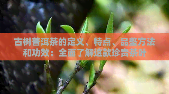 古树普洱茶的定义、特点、品鉴方法和功效：全面了解这款珍贵茶叶