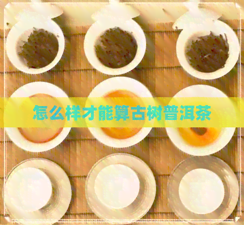 怎么样才能算古树普洱茶