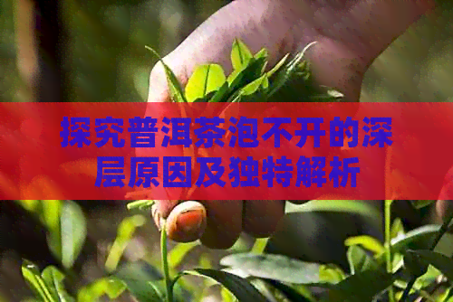 探究普洱茶泡不开的深层原因及独特解析