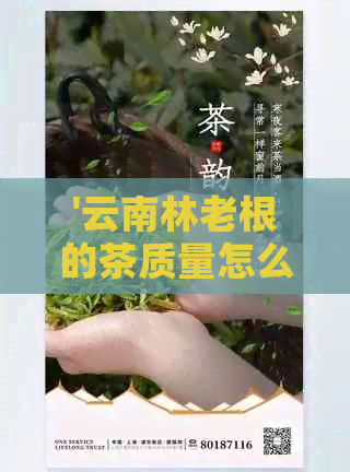 '云南林老根的茶质量怎么样':云南林老根茶厂与云南林老根古茶的质量探讨