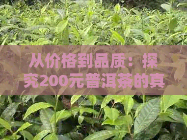 从价格到品质：探究200元普洱茶的真实价值和口感