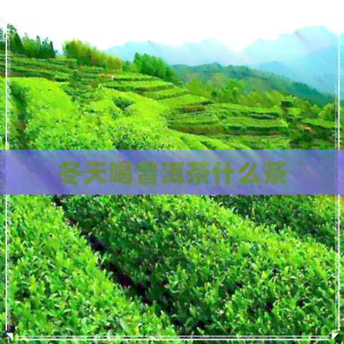 冬天喝普洱茶什么茶