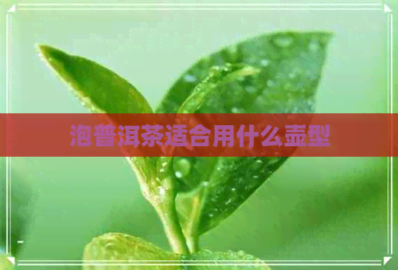 泡普洱茶适合用什么壶型