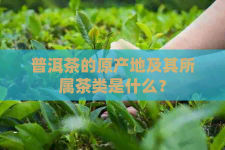 普洱茶的原产地及其所属茶类是什么？