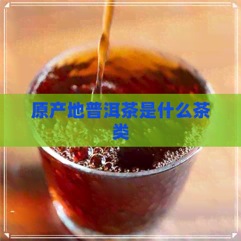 原产地普洱茶是什么茶类