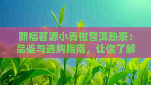 新福茗源小青柑普洱熟茶：品鉴与选购指南，让你了解茶叶的全方位信息