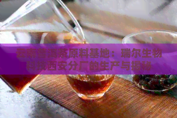 云南普洱茶原料基地：瑞尔生物科技西安分厂的生产与揭秘