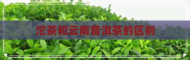 沱茶和云南普洱茶的区别