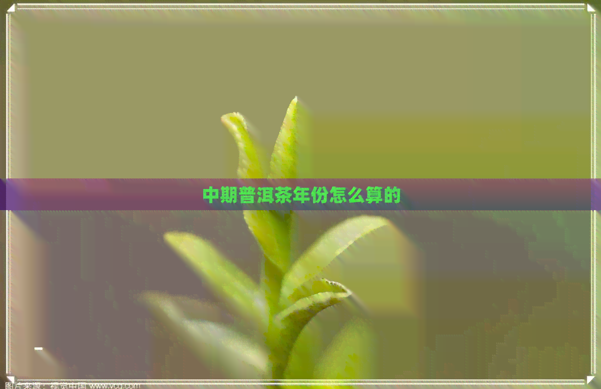 中期普洱茶年份怎么算的