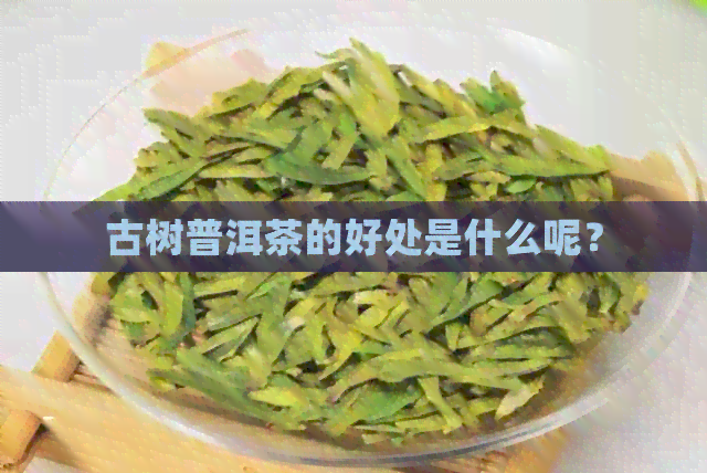 古树普洱茶的好处是什么呢？