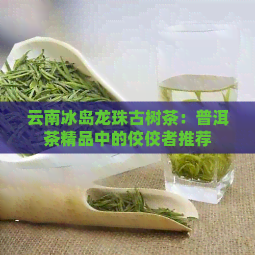 云南冰岛龙珠古树茶：普洱茶精品中的佼佼者推荐