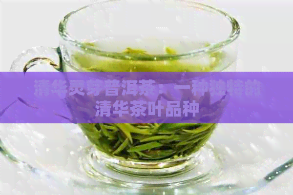 清华灵芽普洱茶：一种独特的清华茶叶品种