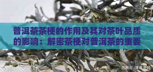 普洱茶茶梗的作用及其对茶叶品质的影响：解密茶梗对普洱茶的重要作用