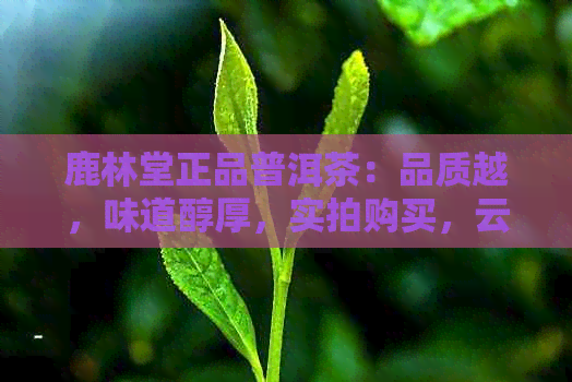 鹿林堂正品普洱茶：品质越，味道醇厚，实拍购买，云南特色茶叶推荐