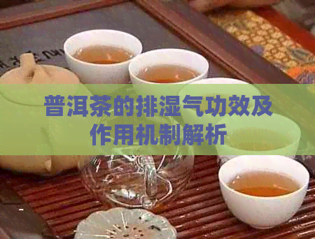 普洱茶的排湿气功效及作用机制解析