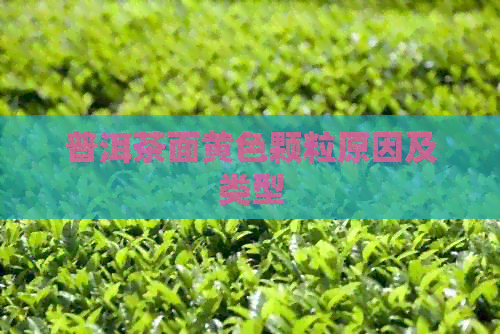 普洱茶面黄色颗粒原因及类型