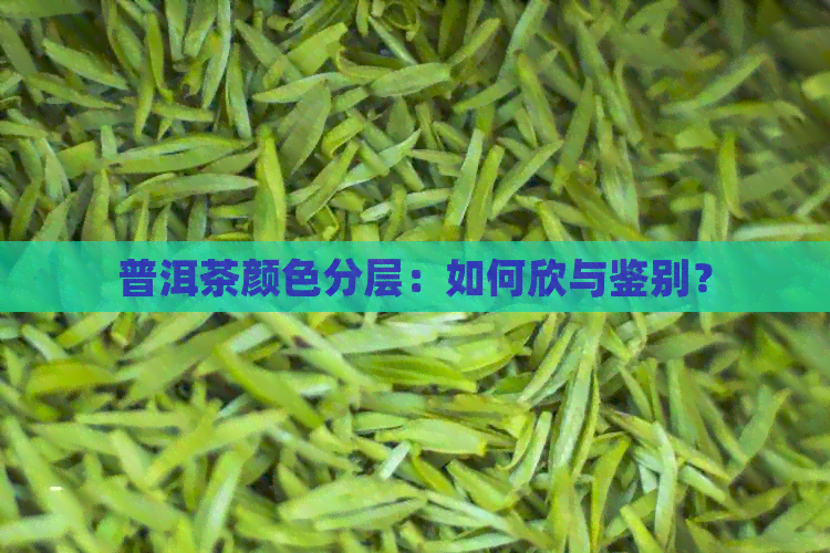 普洱茶颜色分层：如何欣与鉴别？