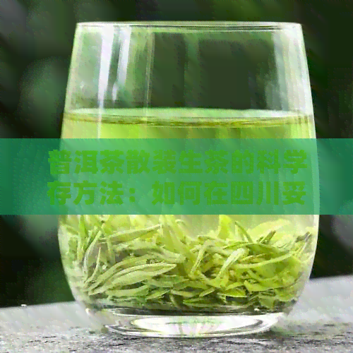 普洱茶散装生茶的科学存方法：如何在四川妥善保存普洱茶