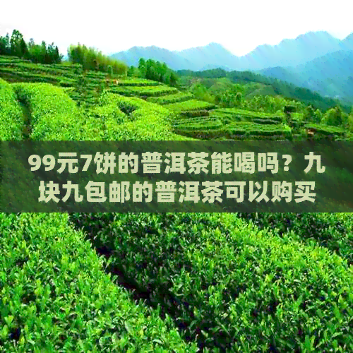 99元7饼的普洱茶能喝吗？九块九包邮的普洱茶可以购买吗？