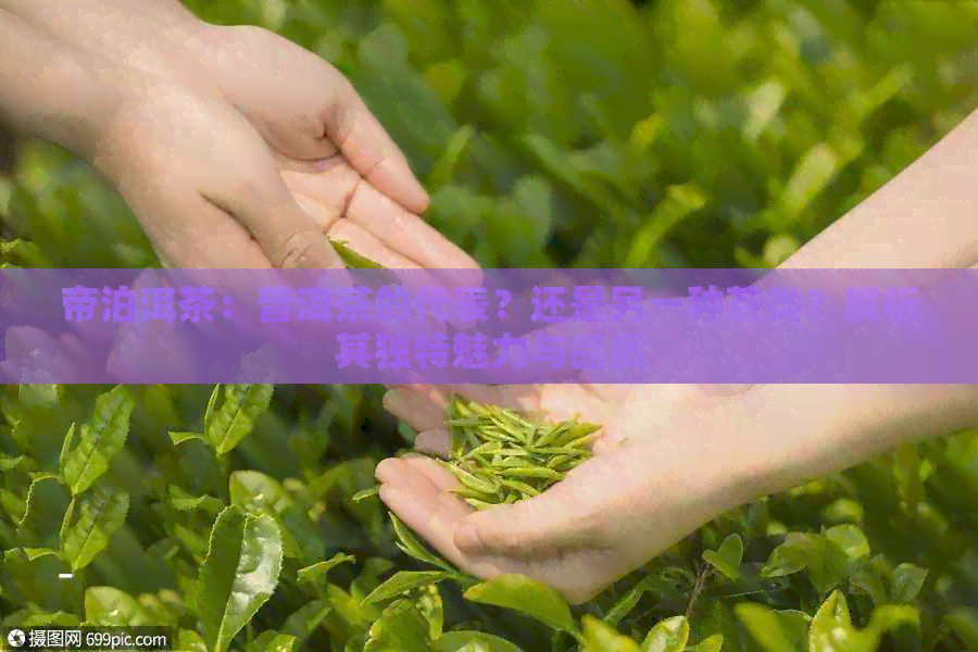 帝泊洱茶：普洱茶的代表？还是另一种茶类？解析其独特魅力与品质